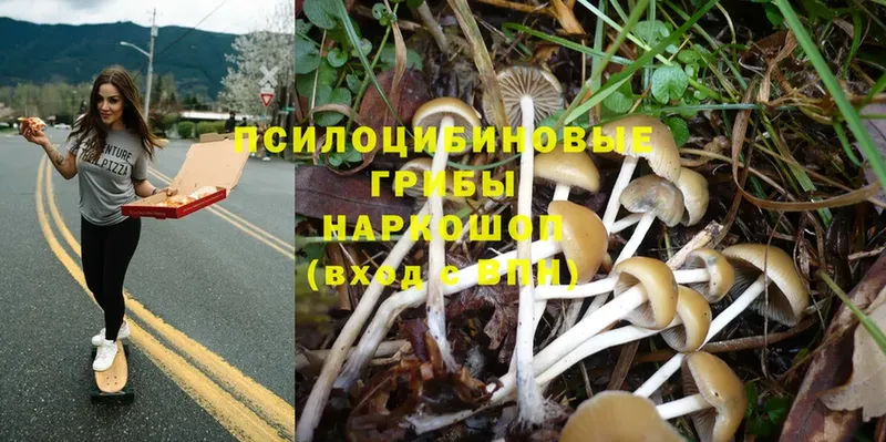 Галлюциногенные грибы Psilocybe  закладка  Краснознаменск 